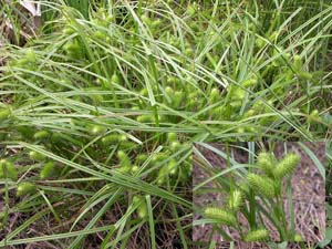 Shallow Sedge, Lurid Sedge /
Carex lurida